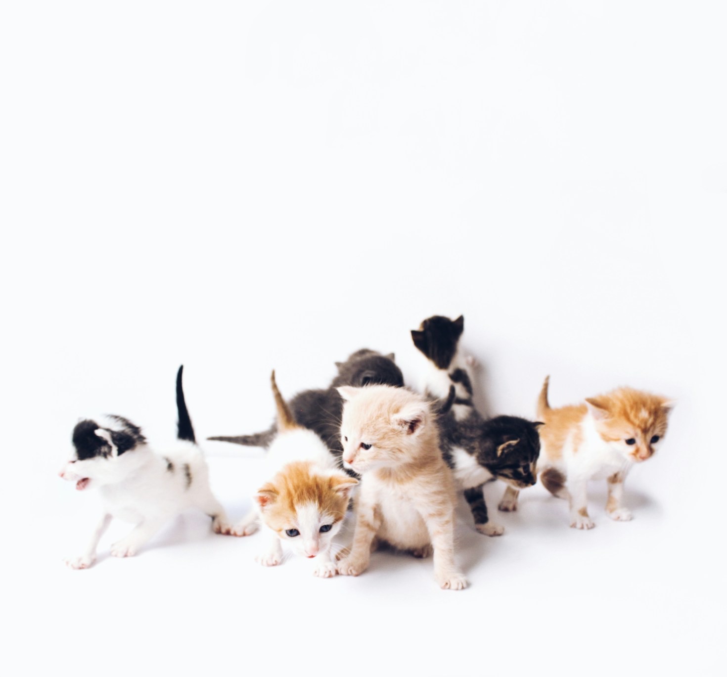 How to Support Neglected Animals in Your Community