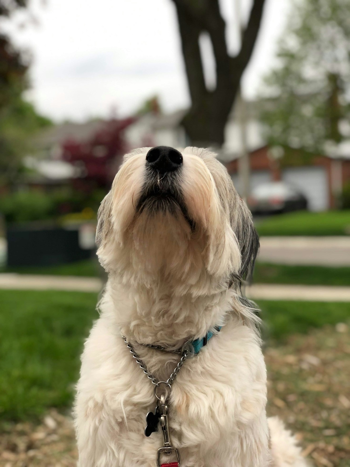 The Journey of Rescued Animals to Loving Homes
