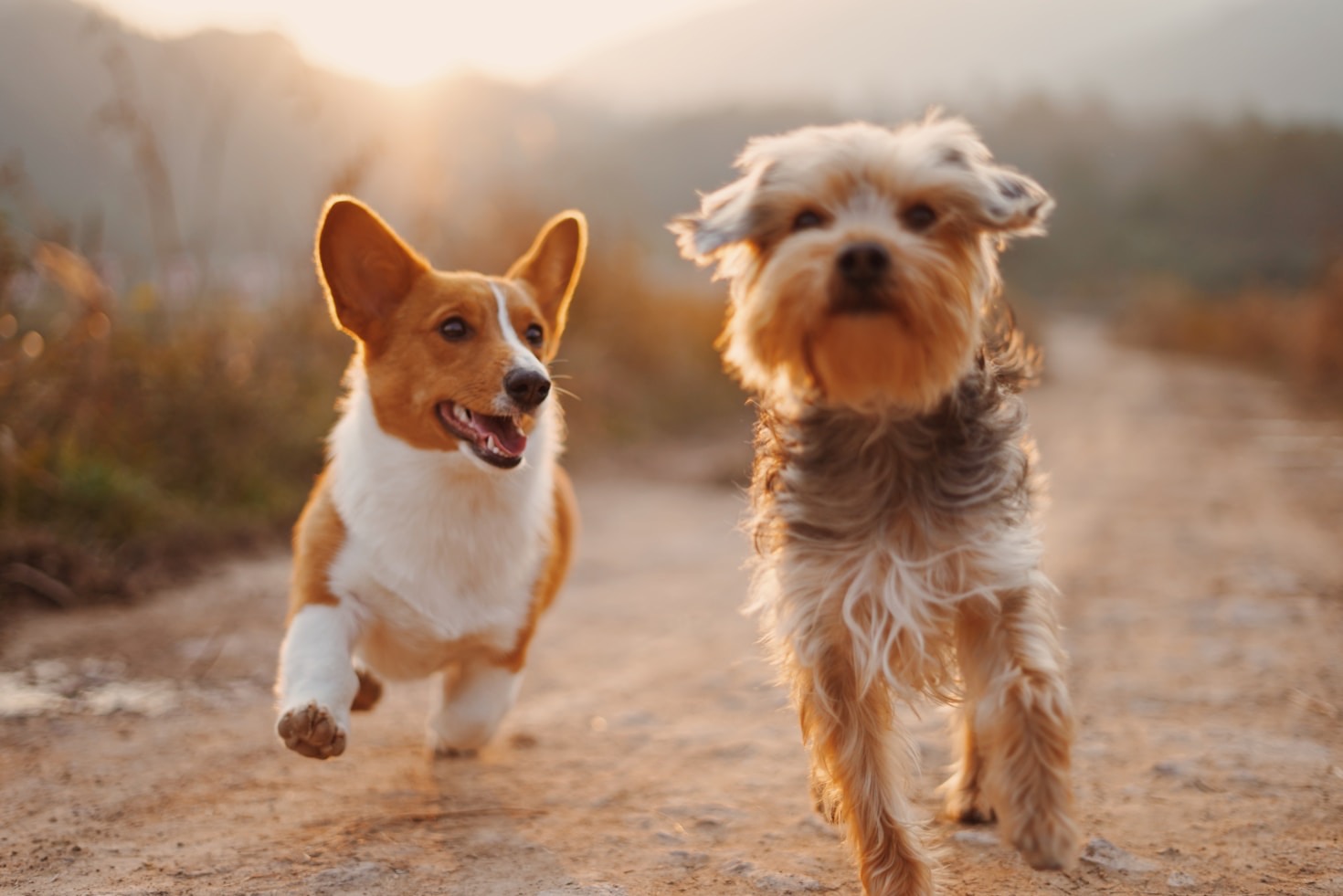 Why Adoption is a Lifesaver for Abused Pets
