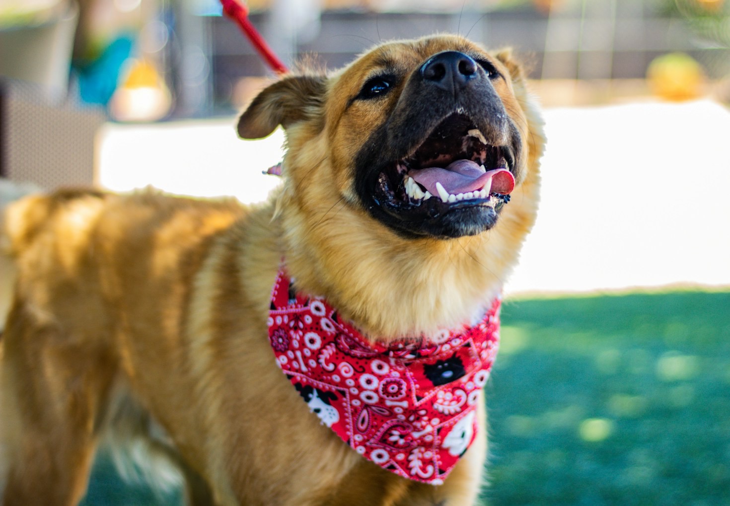 The Impact of Compassion: Rescuing Neglected Animals