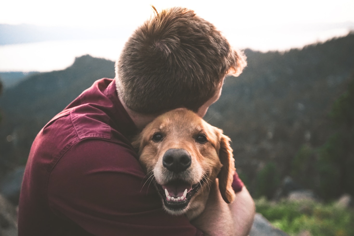 10 Ways You Can Help Abused Animals Today
