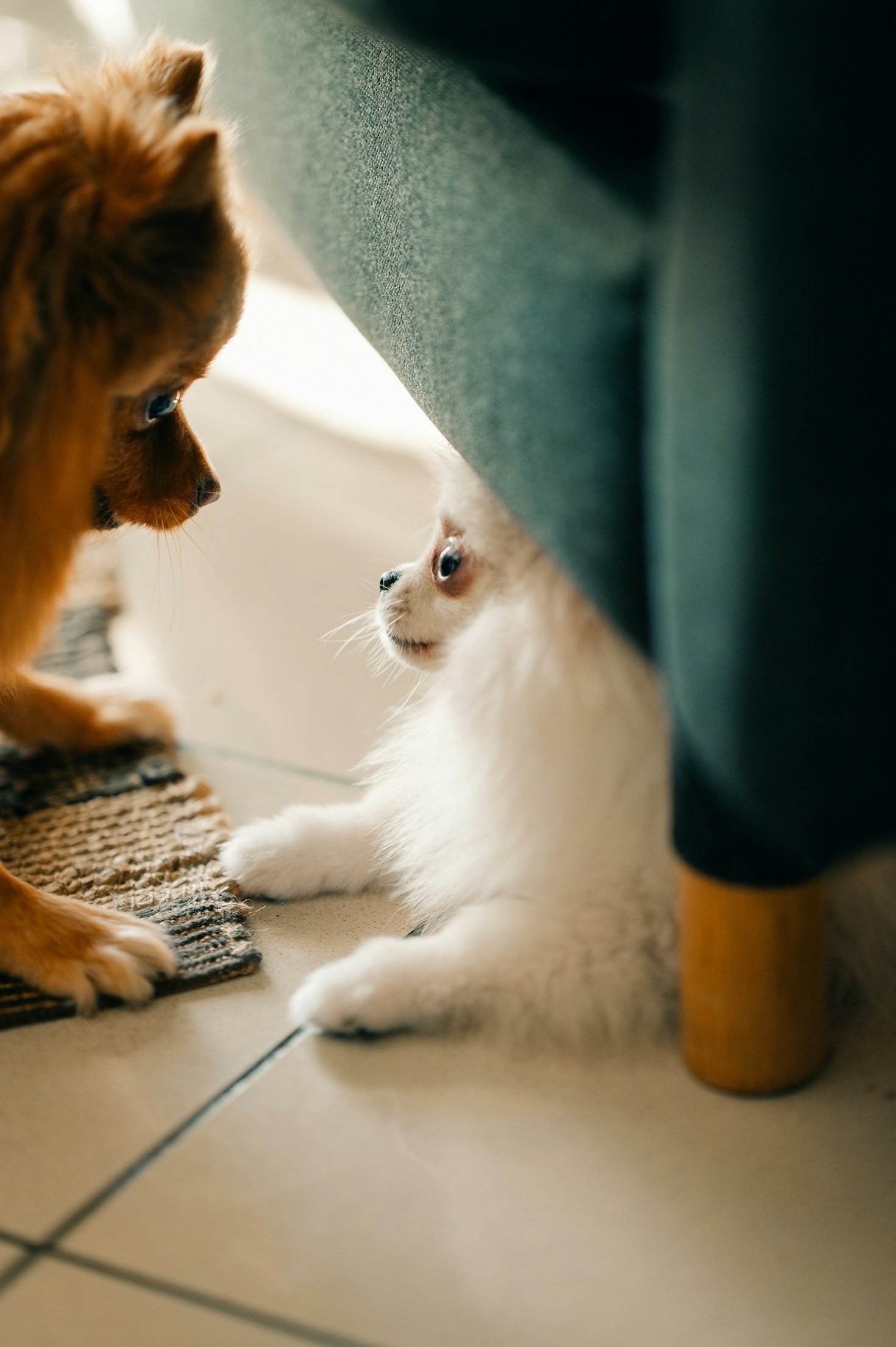 Success Stories: From Rescued to Cherished