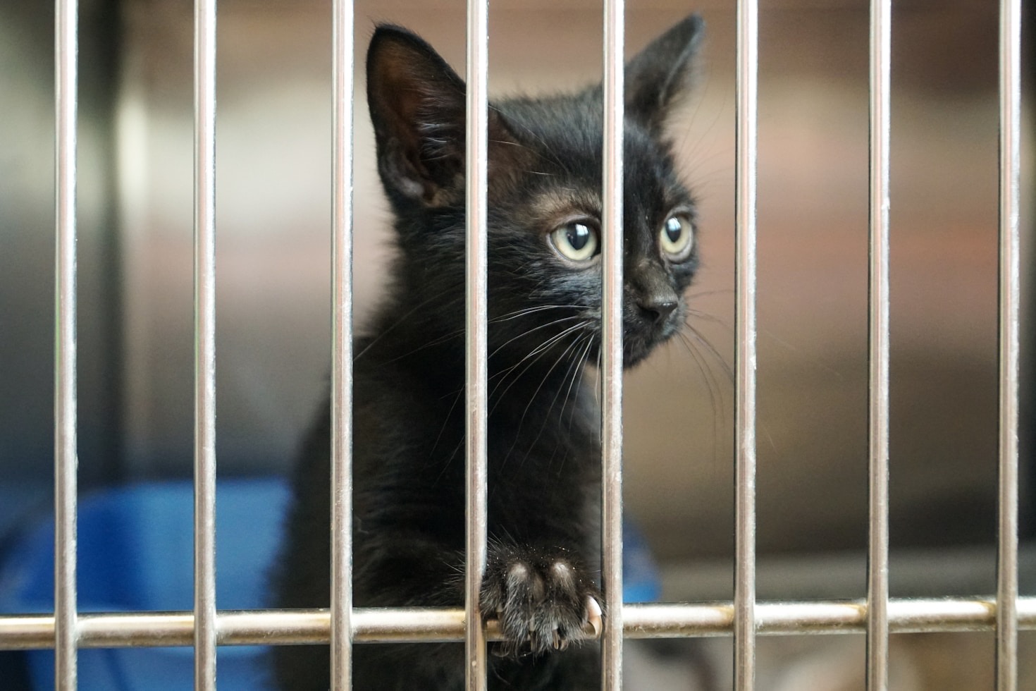 The Importance of Nonprofits in Animal Rescue