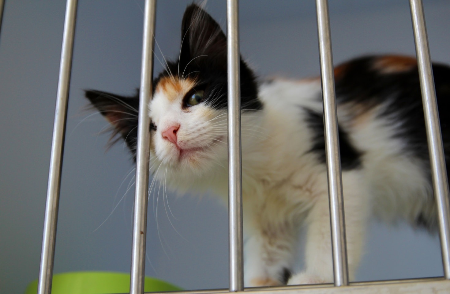 How Lend a Paw Rescues and Rehomes Animals